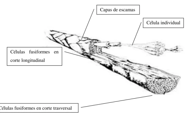 Figura 1-1: Estructura de la fibra. 