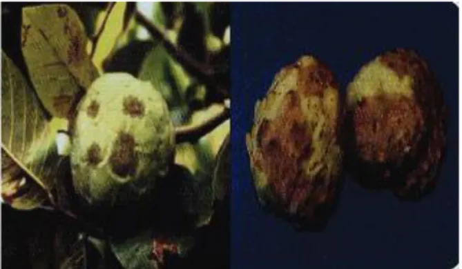 Figura 9-1:      Chirimoya afectada con cáncer negro. 