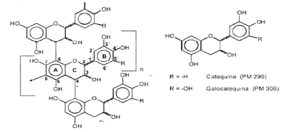 Figura 3-1:     Estructura oligomérica de un tanino condensado 