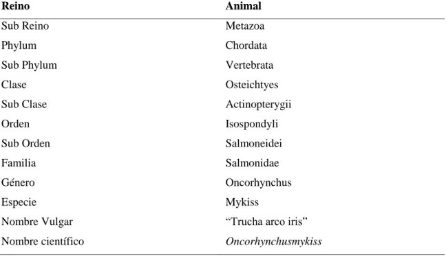Tabla 1-1:  Clasificación zoológica de la trucha arcoíris. 