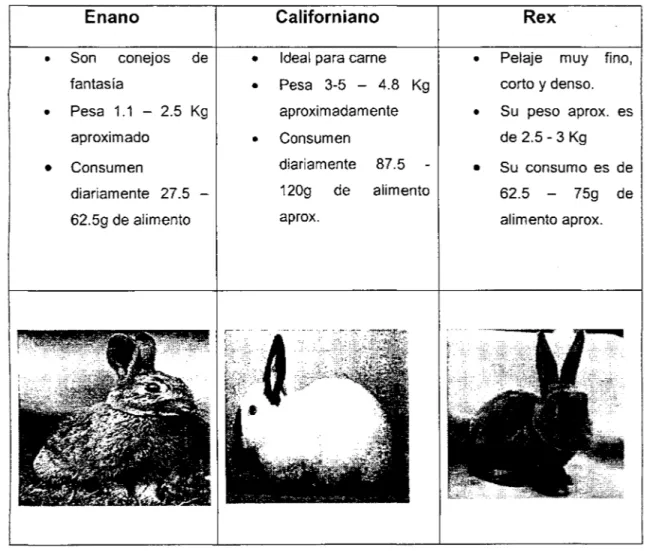 Tabla  3 Consumo de  alimento según su raza  de  los conejos 
