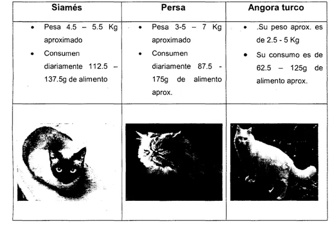 Tabla  4 -Consumo de  alimento según  su raza  de  /os gatos 