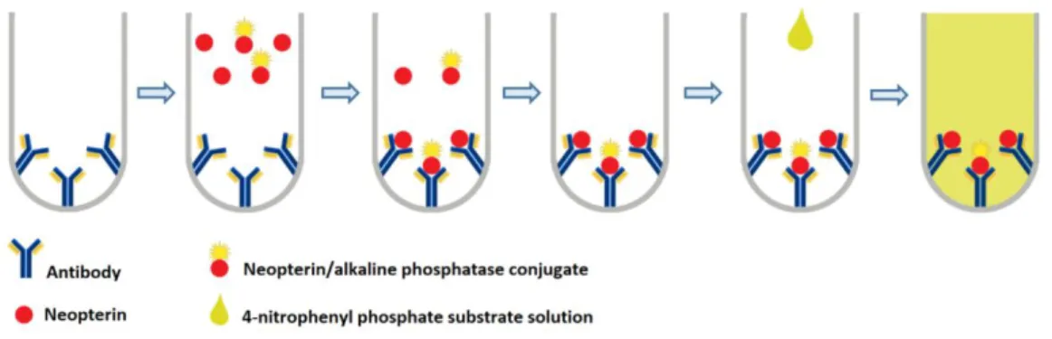 Figure 7. Competitive ELISA diagram. 