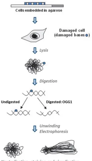 Figure  12.  Scheme  of  the  oxidative  comet  assay  (modified  from  Azqueta  et  al