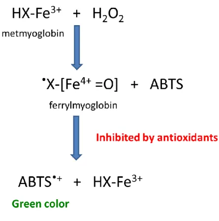 Figure 13. Scheme of total antioxidant capacity determination assay. 