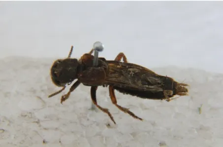 Figura 7: Vista dorsal y frontal de un Staphylinidae, ubicación Juncal, 8 - 10 mm de largo