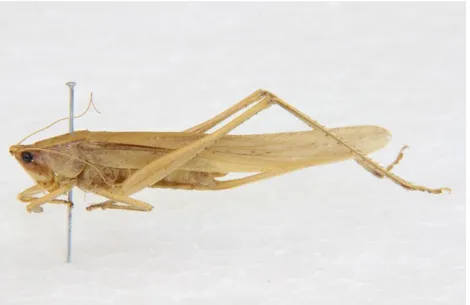 Figura 16: Vista lateral y frontal de un Acrididae, ubicación: monte ribereño, 35 mm de largo