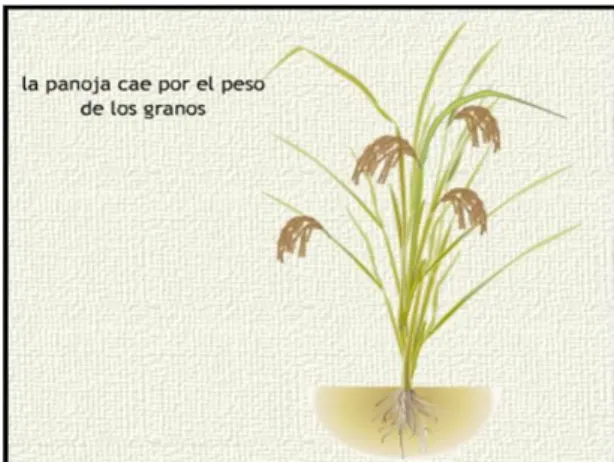 Figura  10.  Planta  de  arroz  con  elevado  número  de  granos  por  panículas                                    Fuente: (González, 2015)