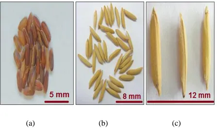 Figura 16. Longitudes de los granos de las poblaciones PIACuba-4 y PIACuba-5. (a) granos   cortos, (b) granos intermedios, (c) granos extralargos  