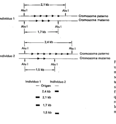 Fig.  1:  Bases moleculares de  un  polimorfismo  VNTR.  El  número de repeticiones de la  secuencia varía  enormemen-te  originando  individuos   ca-si  ca-siempre heterocigotos con  fragmentos  de  un  tamaño  que  depende  del  número  de  repeticiones