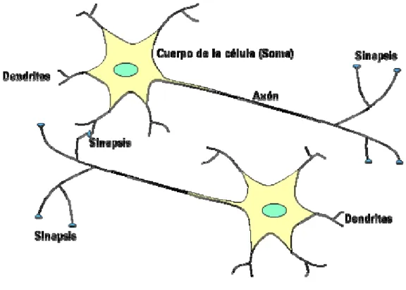 Figura 2.2.1 Neuronas biológicas 
