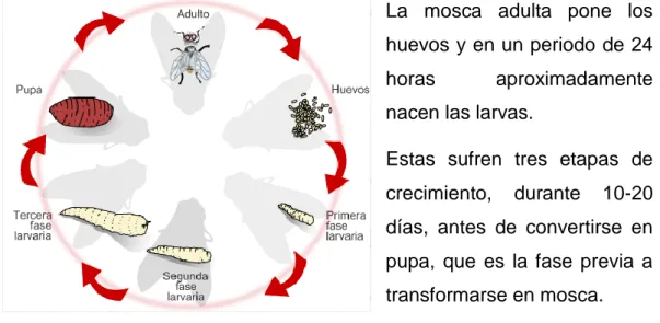 Figura 1: Ciclo larval
