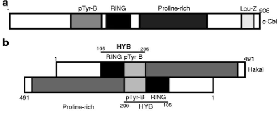 Fig.  2.  A  schematic  domain  structure  of  c-Cbl  and  Hakai  proteins.  a  Domain  structure  of  c-Cbl  protein  contain  a  phophotyrosin-binding domain (pTyr-B), a RING-finger domain, a proline-rich region, and a lucine zipper (Leu-Z) domain