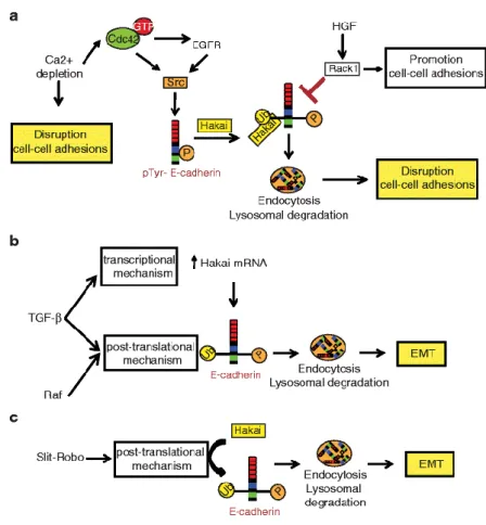 Fig. 3. Hakai upstream signaling pathways. a Ca 2+  depletion activate Cdc42 to initiate activation of EGFR and Src, which in  turn phosphorylate E-cadherin, leading Hakai-mediated E-cadherin ubiquitination and degradation
