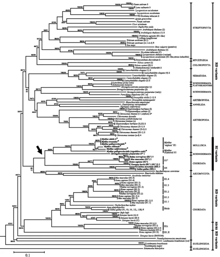 Figure 1. Phylogenetic relationships among H1 proteins from all the organisms analyzed using uncorrected p-distances