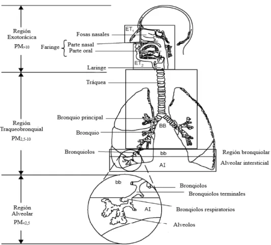 Figura 2. Grado de penetración del PM en el sistema respiratorio en relación con su tamaño de  partícula
