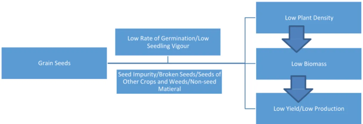 Fig.  2:   Diagram  represents  the  proposed  impact  pathway  of  the  two  key  quality  parameters,  impurity  and  low  germination  rate,  suspected  to  be  responsible  of the persistent  poor crop performance  (low yields) and poor grain market  p