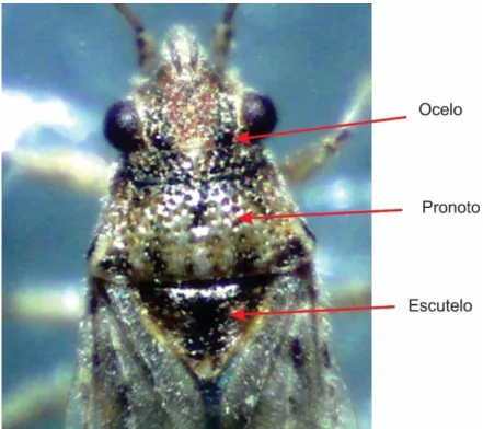 Fig. 11. Adulto de Nysius sp.mostrando cabeza triangular con presencia de ocelos,  pronoto  trapezoidal  y  escutelo  triangular