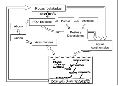 Figura 1.3: Ciclo del fosforo 