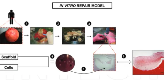 Figure 5. Scheme representing different steps during the development of an in vitro cartilage repair model