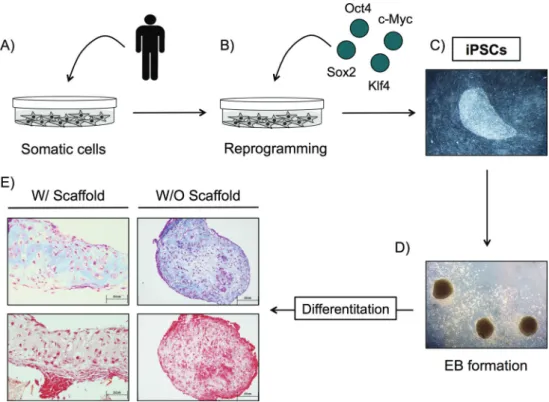 Figure 4. Scheme representing the role of iPSCs in tissue engineering. (A) Harvesting somatic cells from the patient
