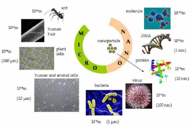 Figure 1.2. Nanoscale showing nanomaterials compared to biological components, with  indication of 'nano' and 'micro' sizes (from Wibke Busch, 2010)