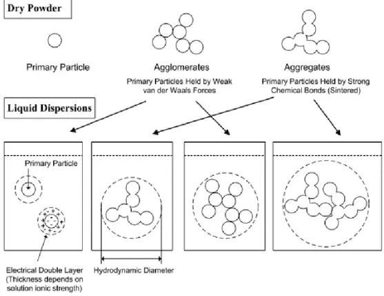 Figure 1.3. Nanoparticles tend to agglomerate in physiological fluids but may also  build stable aggregates