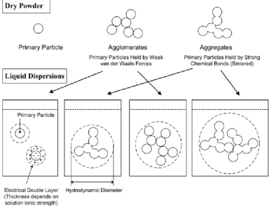 Figure 1.3. Nanoparticles tend to agglomerate in physiological fluids but may also  build stable aggregates