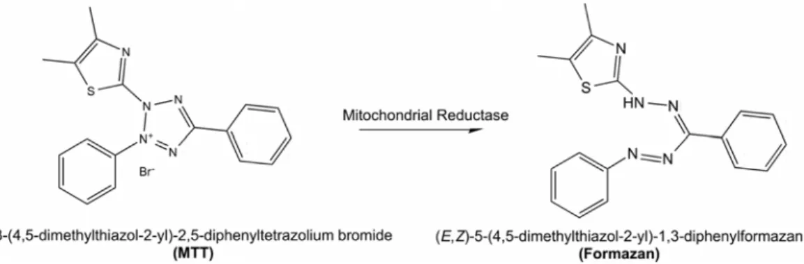 Figure 1.9. MTT reduction in live cells by mitochondrial reductase  results in the formation of insoluble formazan (from  http://www.intechopen.com/source/html/41784/media/image4_w.jpg) 