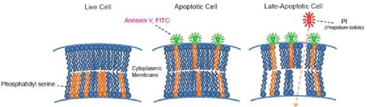 Figure 1.11. The principle of apoptosis detection by annexin V/PI (from  www.dojindo.com/store/p/847-Annexin-V-FITC-Apoptosis-Detection-Kit.html)