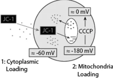 Figure 1.12. The principle of apoptosis detection with the fluorescent cationic dye JC-1  (from http://www.nexcelom.com/Applications/Apoptosis.html)