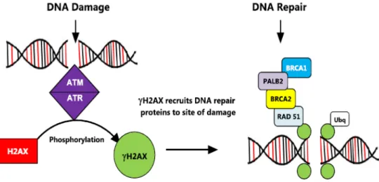 Figure 1.16. Scheme of H2AX phosphorylation process and its consequences in  DNA damage response (from 