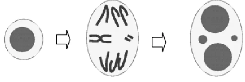 Figure 1.17. Representation of MN formation in cells undergoing nuclear division  (from Fenech et al., 2011)