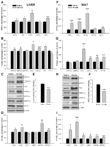 Fig. 4 Effect of an 8-d ICV ghrelin treatment on hepatic and WAT mRNA (A and  F),  protein  (B  and  C  and  G  and  H)  and  activity  levels  (D  and  I)  of  lipid  metabolism-related  enzymes  and  malonyl-CoA  levels  (E  and  J)  in  wild-type  Lewis