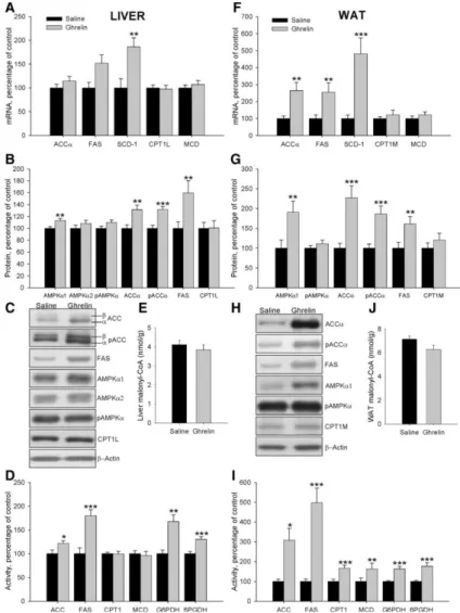 Fig. 6 Effect of an 8-d ICV ghrelin treatment on hepatic and WAT mRNA (A and F),  protein (B and C and G and H), and activity levels (D and I) of lipid metabolism-related  and malonyl-CoA levels (E and J) in dwarf rats