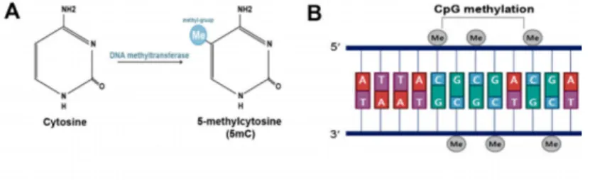 Figure 1: DNA methylation and demethylation. (A) DNA methylation occurs at the fifth carbon of cytosine and leads to the formation of 5-methylcytosine; (B) DNA methylation is predominantly found at CpG sites