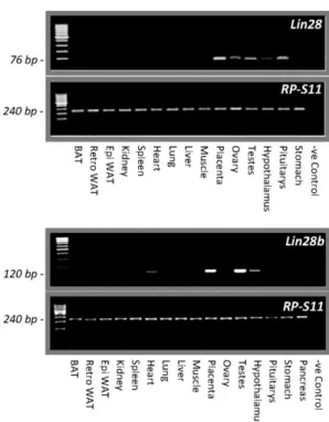Figure 1.  Expression  profiles  of  Lin28 and  Lin28b  genes  in  different tissues in the adult rat