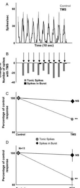 Figure 7. Effect of cortical TMS on dLGN cell burst and tonic firing. (A) Responses of a single dLGN Y, ON center cell to a  drifting sinusoidal drifting grating