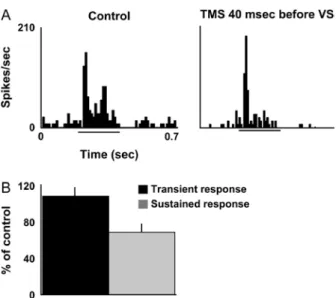 Figure 3. The effect of single TMS pulses on dLGN cell visual responses. (A) Responses of a single Y ON center dLGN cell before  (control) and with single TMS pulses delivered each trial 40 ms before the onset of the visual stimulus