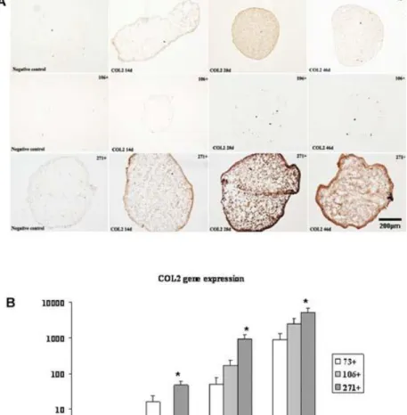 Figure  6.  Collagen  type  II  (COL2)  immunohistochemistry  analysis  of  spheroids  engineered  from  CD73 + ,  CD106 + ,  CD271 + mesenchymal  stem  cell  (MSC)  subpopulations  at  14,  28,  and  46  days  of  culture  in  a  chondrogenic  medium
