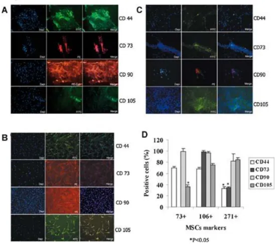 Figure 3. Immunofluorescence (IF) analysis of the synovial membrane-derived subpopulations of mesenchymal stem cells (MSCs)  for characteristic MSC markers