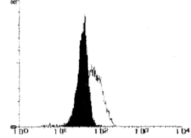 Figura 8.  Histogramas  de  fluorescencia  de  células  de  Phaeodactylum  tricornutum  teñidas  con  DiOC 6 (3)  (relacionado con el  potencial de membrana citoplasmática)  en  cul-tivos control  (histograma sólido)  y  cultivos expuestos a  1 mg 1-1  de 