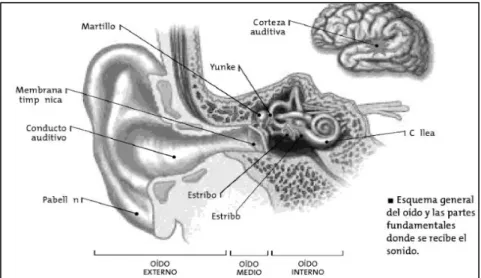 Figura 4-1: Anatomía del oído 