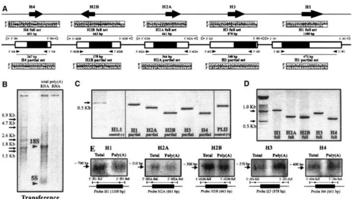 Figure 1. RT-PCR and Northern blot analysis of total RNA and poly (A)-rich RNA from M