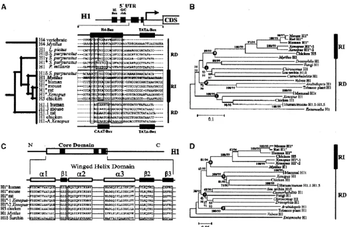 Figure 3. A Comparison of consensus promoter regions from RI and RD histone H1 genes from different vertebrate and  invertebrate  groups