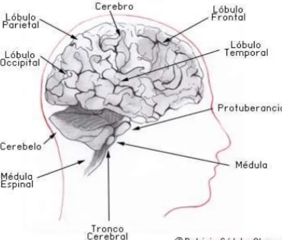 Figura 7.  Esquema del Sistema Nerviós Central  23