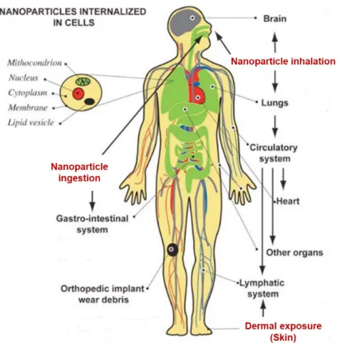 Figure I.6. Schematics of human body showing routes of exposure to nanoparticles,  and potential target organs (modified from Buzea et al., 2007)