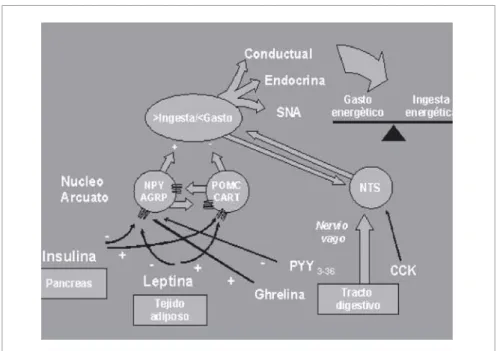 Figura 1. Posibles mecanismos implicados en la fisiopatología de la resistencia insulínica.