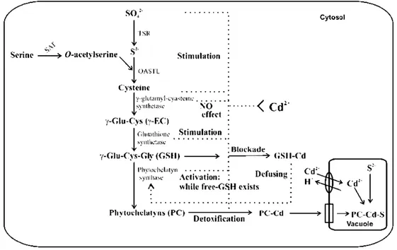 Figure Fig.  6.  Schematic  representation  of  cadmium  interaction  with  the  different  enzymes involved in the biosynthetic pathway of phytochelatins