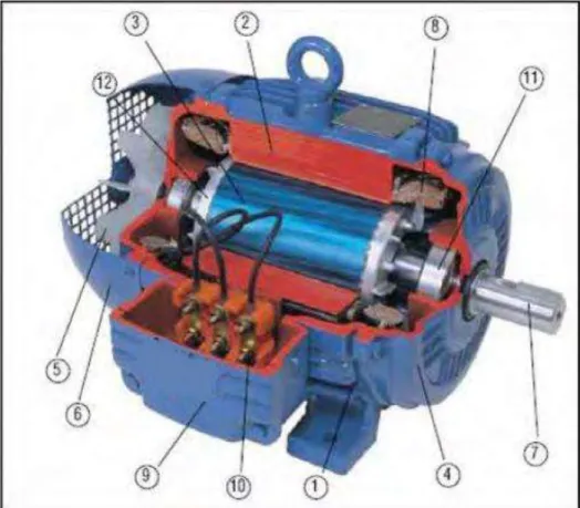 Figura 2.2. – Principales componentes de un motor de inducción trifásico.(15) 